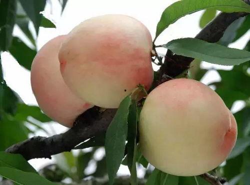 国产丨蜜桃 精品入口,尽享甜蜜滋味